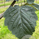 Sorbus latifolia 'Henk Vink' 12-14 HO draadkluit 3 X verplant