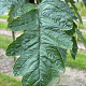 Sorbus thur. 'Fastigiata' 12-14 HO draadkluit 3 X verplant