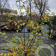 Sycoparrotia semidecidua 200-225 cm 35L solitair