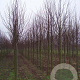 Tilia europaea 'Pallida' 18-20 HO draadkluit