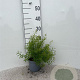 Spiraea thunbergii 20-30 cm C1.3