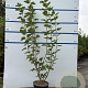 Viburnum opulus 100-125 cm 7,5L solitair