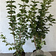 Viburnum opulus 100-125 cm 7,5L solitair