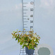 Viburnum plic. 'Watanabe' 30-40 cm 3,0L