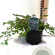 Stephanandra incisa 'Crispa' 25-30 cm 2,0L