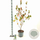 Cornus k. 'China Girl' 60-80 cm 7,5L
