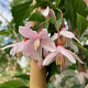 Styrax jap. 'Rubra Pendula' 150-175 cm 20L
