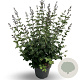 Syringa Bloomerang Dark Purple 60-80 cm 12L