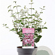 Syringa 'Josée' 30-40 cm 3,0L