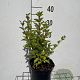 Syringa 'Josée' 30-40 cm 3,0L