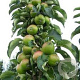 Malus d. 'Greencats' 150-175 cm 40L