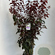 Prunus cer. Crimson Pointe 100-120 cm 10L