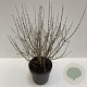 Syringa meyeri 'Palibin' 50-60 cm 12L