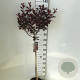 Prunus cistena 90 cm stam 7,5L