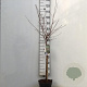 Prunus 'Hally Jolivette' 60 cm stam 5,0L