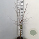 Prunus 'Hally Jolivette' 60 cm stam 5,0L