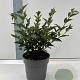 Syringa patula 'Miss Kim' 25-30 cm 2,0L