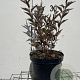 Syringa patula 'Miss Kim' 30-40 cm 3,0L
