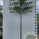 Prunus l. 'Caucasica' 12-14 HO cont. 64L lei 150x150 180 cm stam