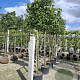 Prunus l. 'Caucasica' 12-14 HO 30L lei 150x150 150 cm stam