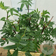 Syringa pinnatifolia 30-40 cm 3,0L