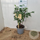 Syringa pinnatifolia 30-40 cm 3,0L