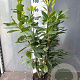 Prunus l. 'Novita' 60-80 cm 5,0L