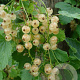 Ribes rub. 'Witte Parel' 60-65 cm rozenpot 2L
