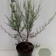 Tamarix 'Hulsdonk White' 40-50 cm 3,0L
