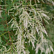 Tamarix 'Hulsdonk White' 125-150 cm 40L solitair