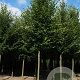 Tilia cordata 'Greenspire' 25-30 HO draadkluit 250 cm stam