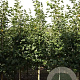 Tilia mongolica 'Buda' 10-12 HO draadkluit