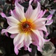 Dahlia 'Bohemian Princess' 50 cm 2,0L