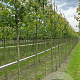 Acer rubrum 'Royal Sunset' 12-14 HO draadkluit 3 X verplant