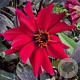 Dahlia 'Pride One' 50 cm P9