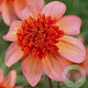 Dahlia 'Totally Tangerine' 60 cm 2,0L