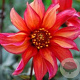 Dahlia 'Waltzing Mathilda' 70 cm 2,0L