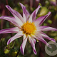 Dahlia Full of Nature 50 cm P9