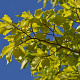 Ulmus 'Dodoens' 30-35 HO draadkluit 250 cm stam