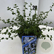 Ceanothus thyrsiflorus repens 20-25 cm 2,0L
