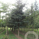 Ulmus minor suberosa 350-400 cm cont. 130L geveerd