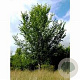 Ulmus 'Nanguen' 25-30 HO draadkluit 250 cm stam
