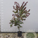 Cercis can. 'Merlot' 175-200 cm draadkluit meerstammig