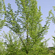 Ulmus 'San Zanobi' 20-25 HO draadkluit