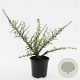 Cotoneaster conspicuus decorus GM C1.3