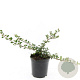 Cotoneaster radicans 'Eichholz' GM C1.3