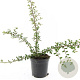 Cotoneaster suec. 'Skogholm' GM C1.3