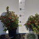 Vaccinium vitis-idaea 12-15 cm P12