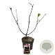 Viburnum bodn. 'Charles Lamont' 30-40 cm 2,0L