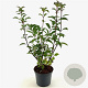Viburnum bodn. 'Dawn' 50-55 cm 3,0L